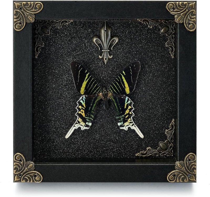 GDBEH Real Butterfly Framed Handmade - Taxidermy Butterfly Shadow Box - Real Framed Butterflies in a Box for Gothic Home Decor Aesthetic. (Moon Moth) - Image 1